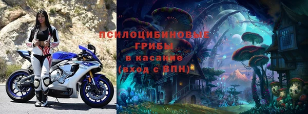 хмурый Аркадак